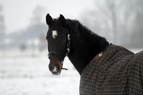 artritis horses