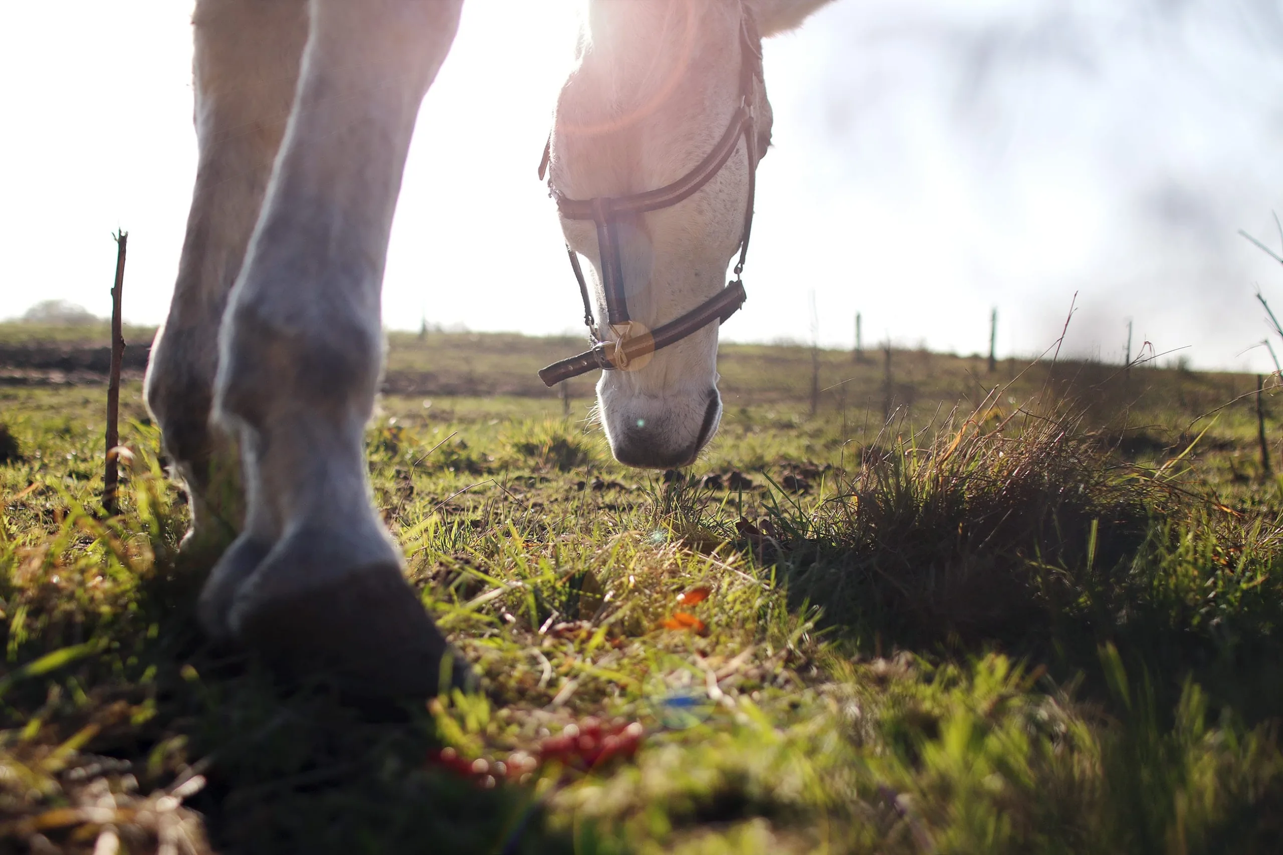 Hoeven en gezondheid