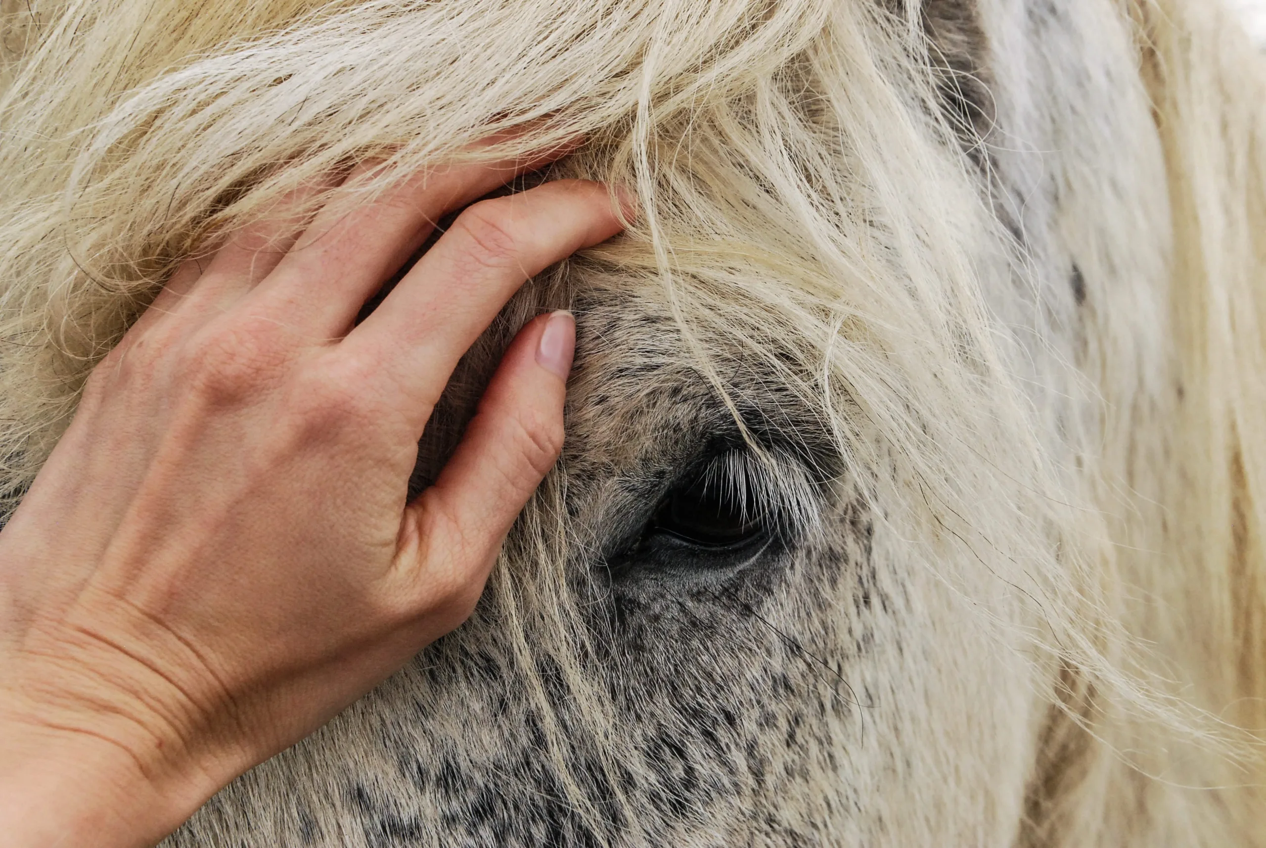 EMS horses