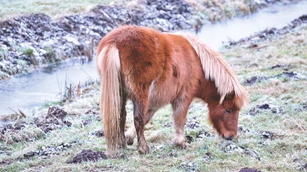 Horses cushings disease