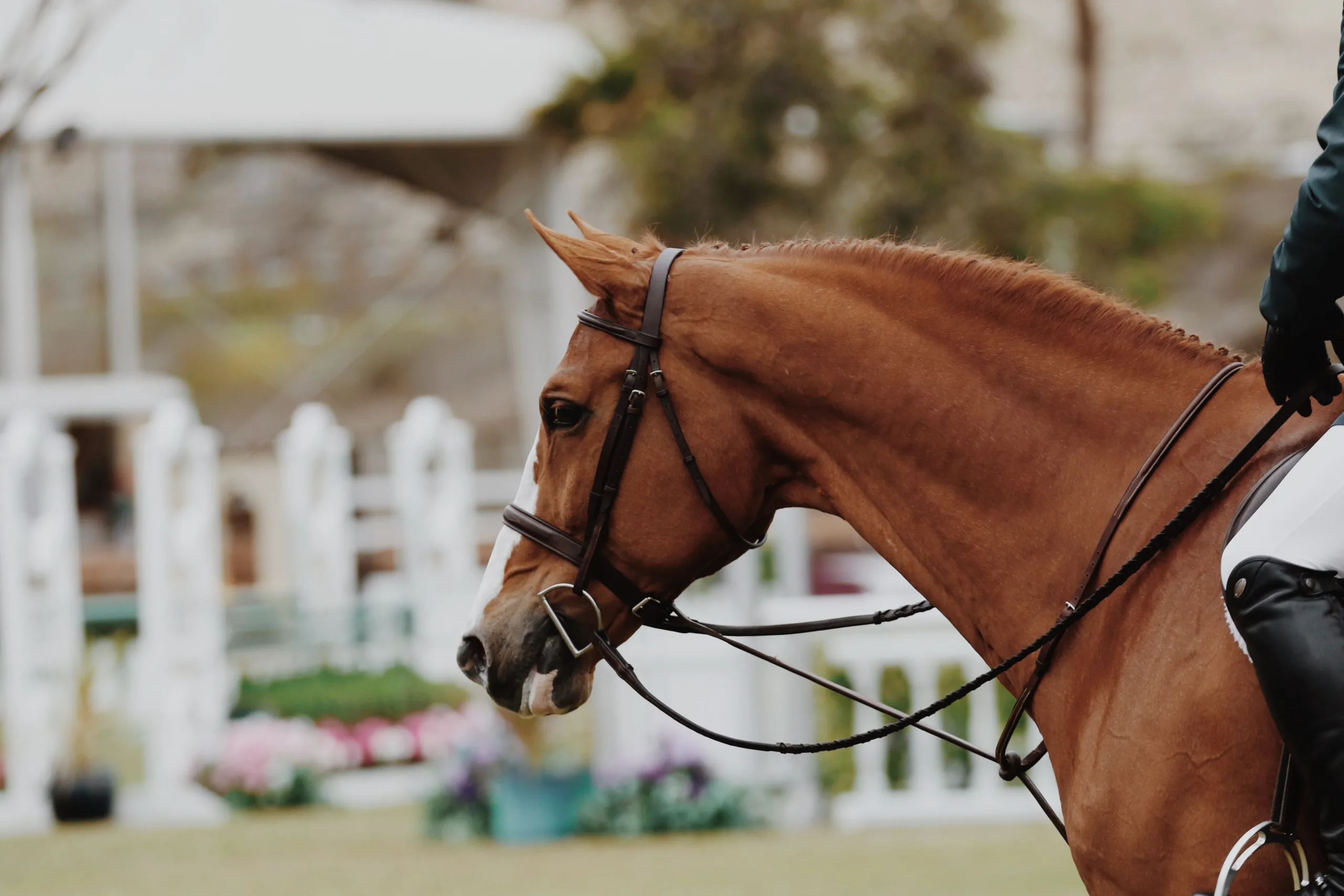 Paarden en magnesium