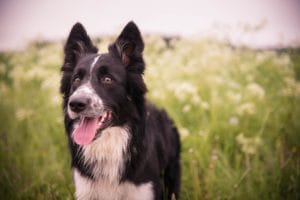 Benefits of fish oil for older dogs