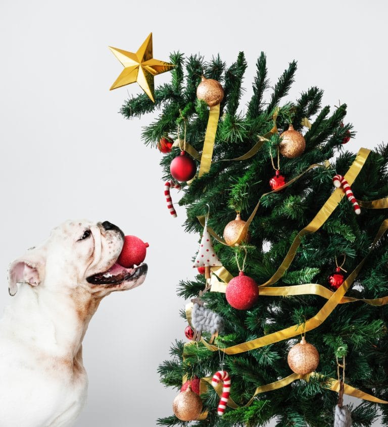 Glædelig jul.. Til og din hund! - balanstri