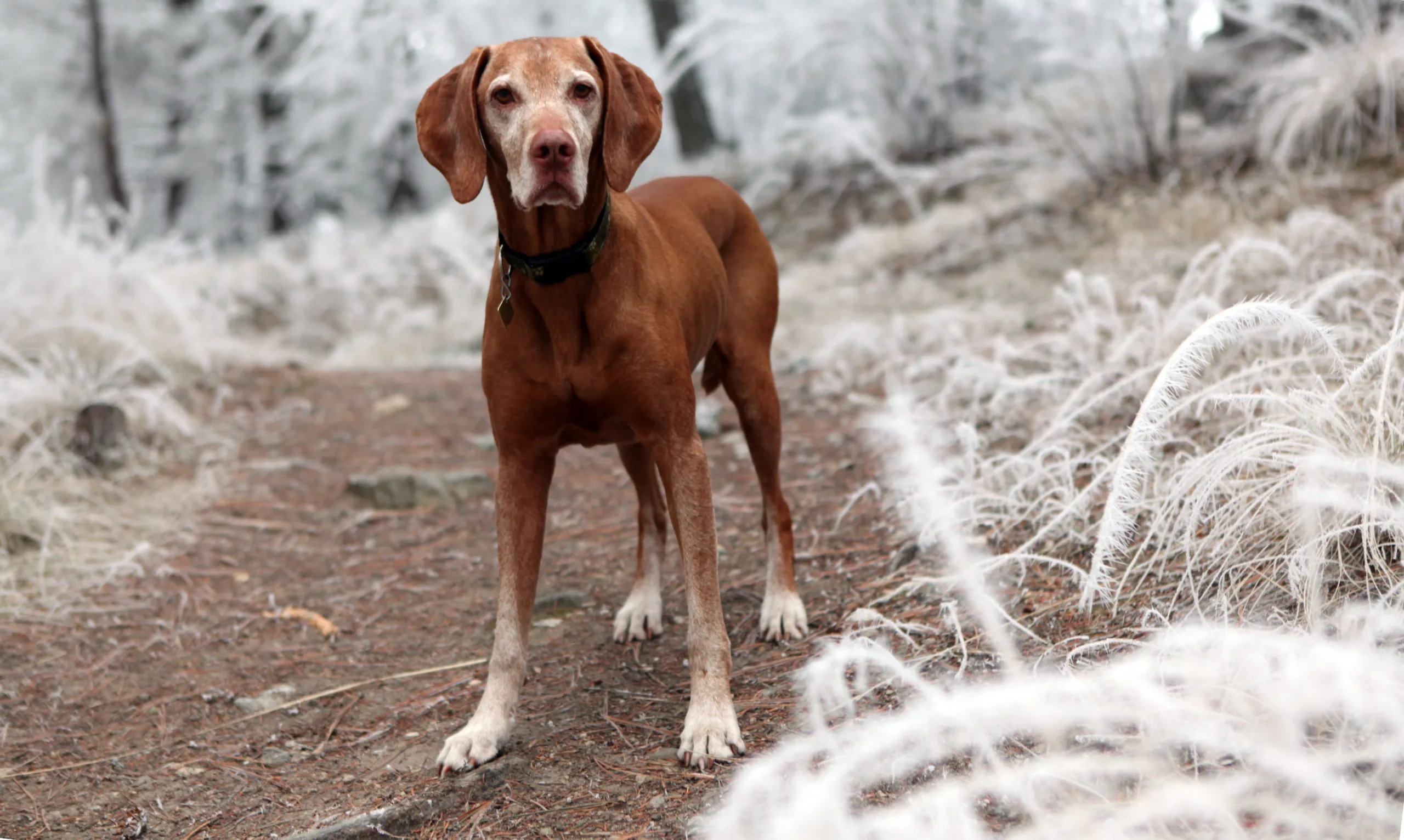 Oudere honden - artrose