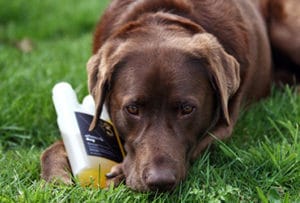 Hond met omega-3 Balanstri 