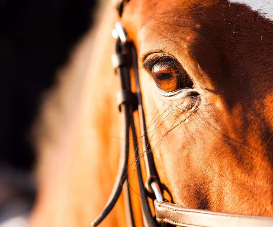 omega-3 vetzuren voor paarden