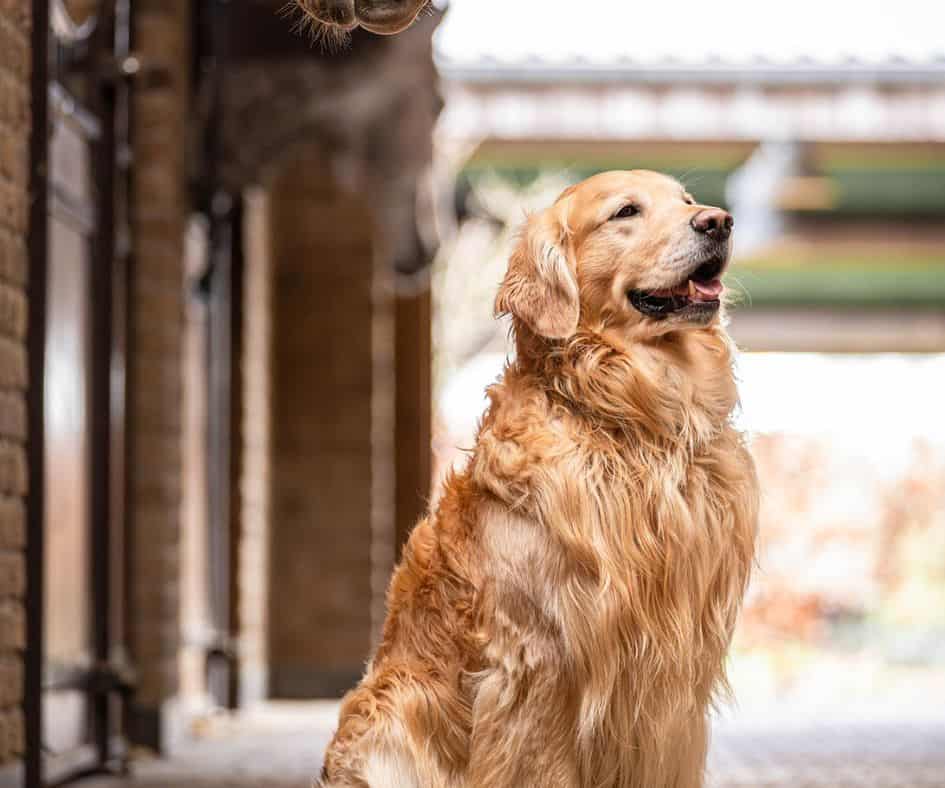 golden retriever in de stal