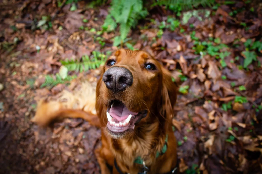 Tips herfst gezonde hond