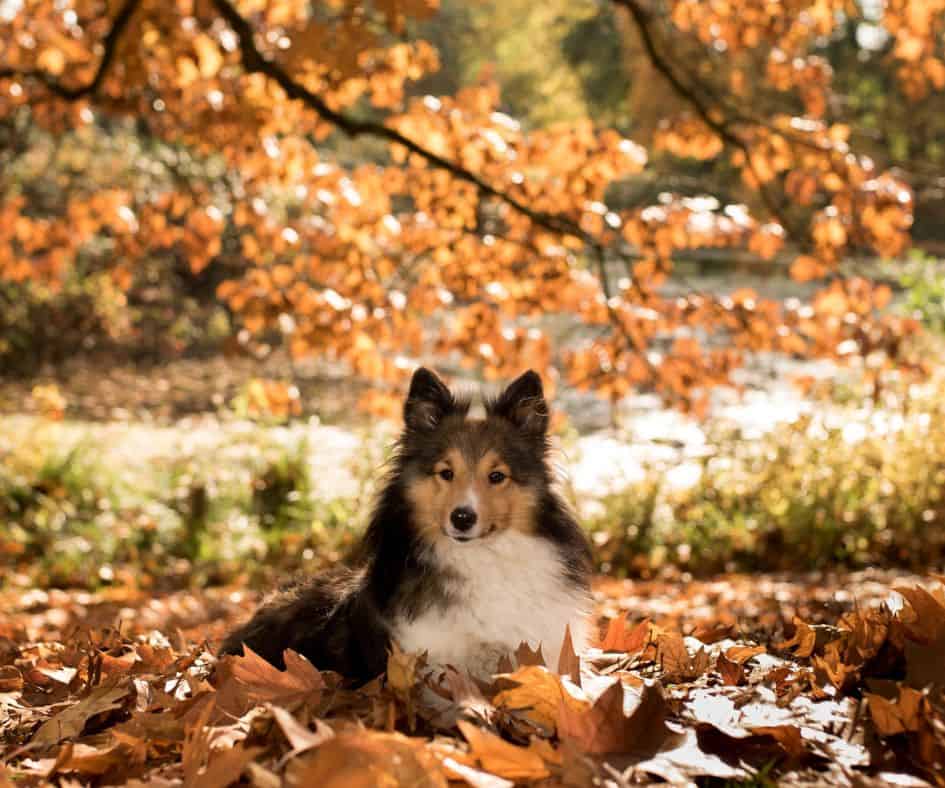sheltie in het bos
