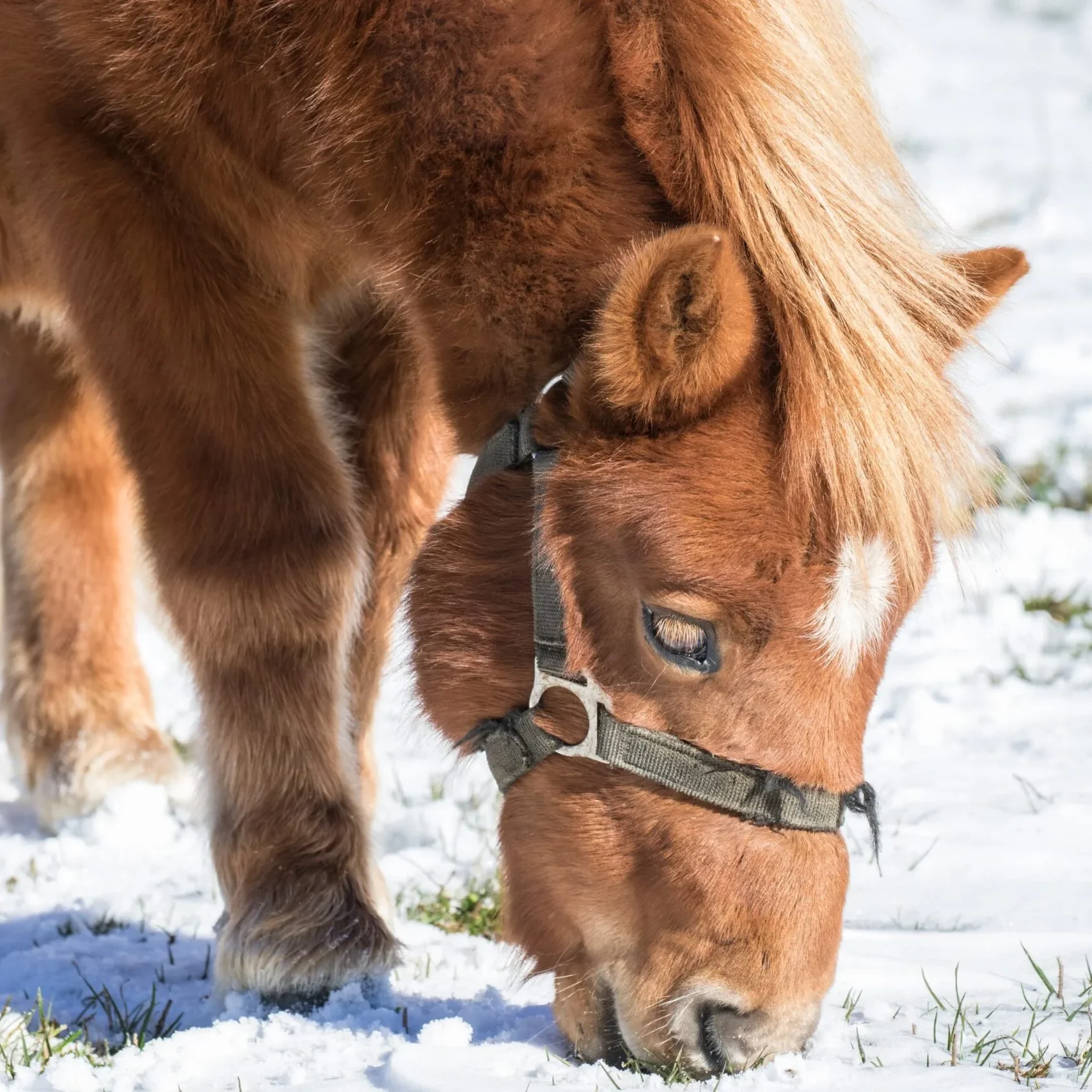 Wintervacht paard