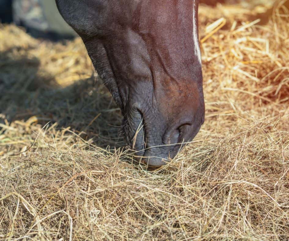 paard eet hooi