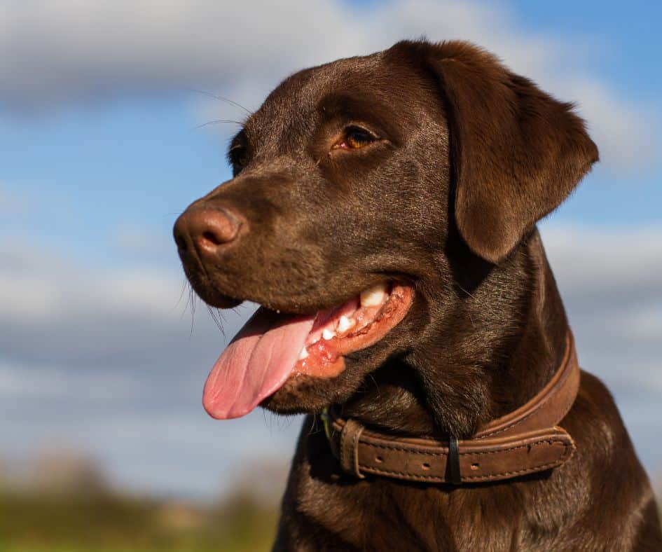 bruine labrador buiten