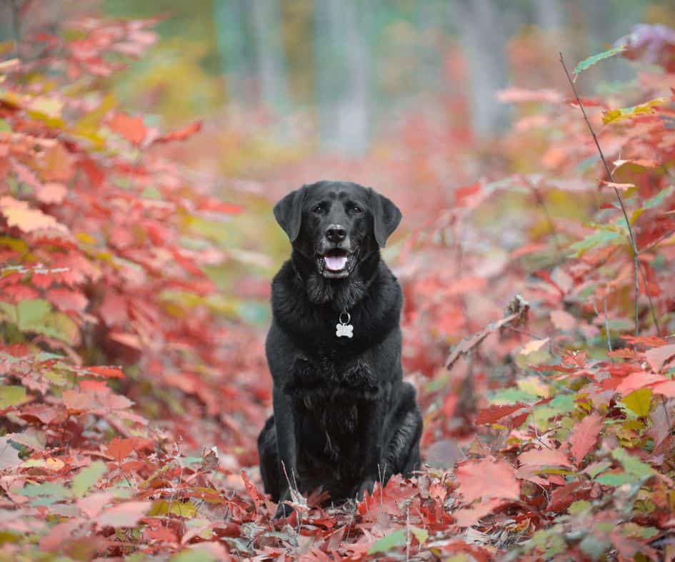 Labrador in herfst