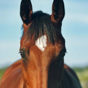 Paard Balanstri omega-3