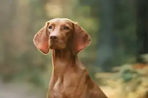 Waarom heeft mijn hond een slechte vacht