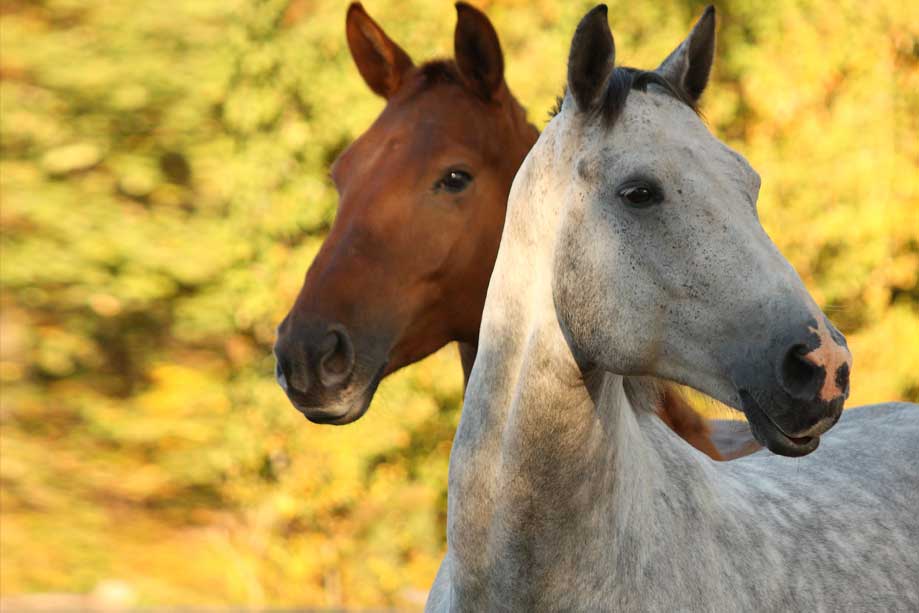 Artrose bij paarden 