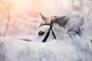 BTW verhoging op agrarische producten