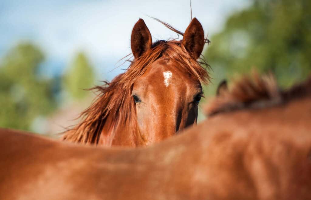 Lijnzaad of visolie paard