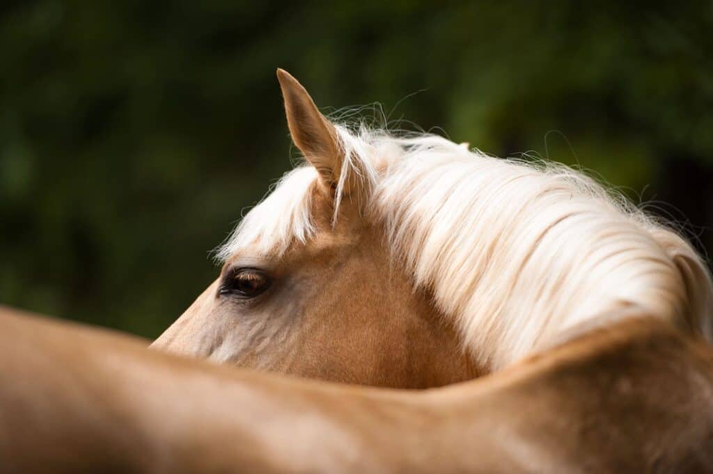 Glucosamine natuurlijke ondersteuning voor gezonde gewrichten voor je paard