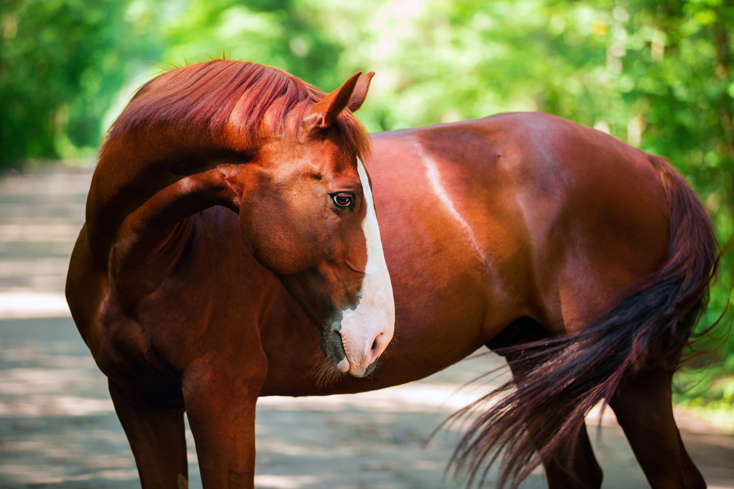 Gezondheidsboost kurkuma paard