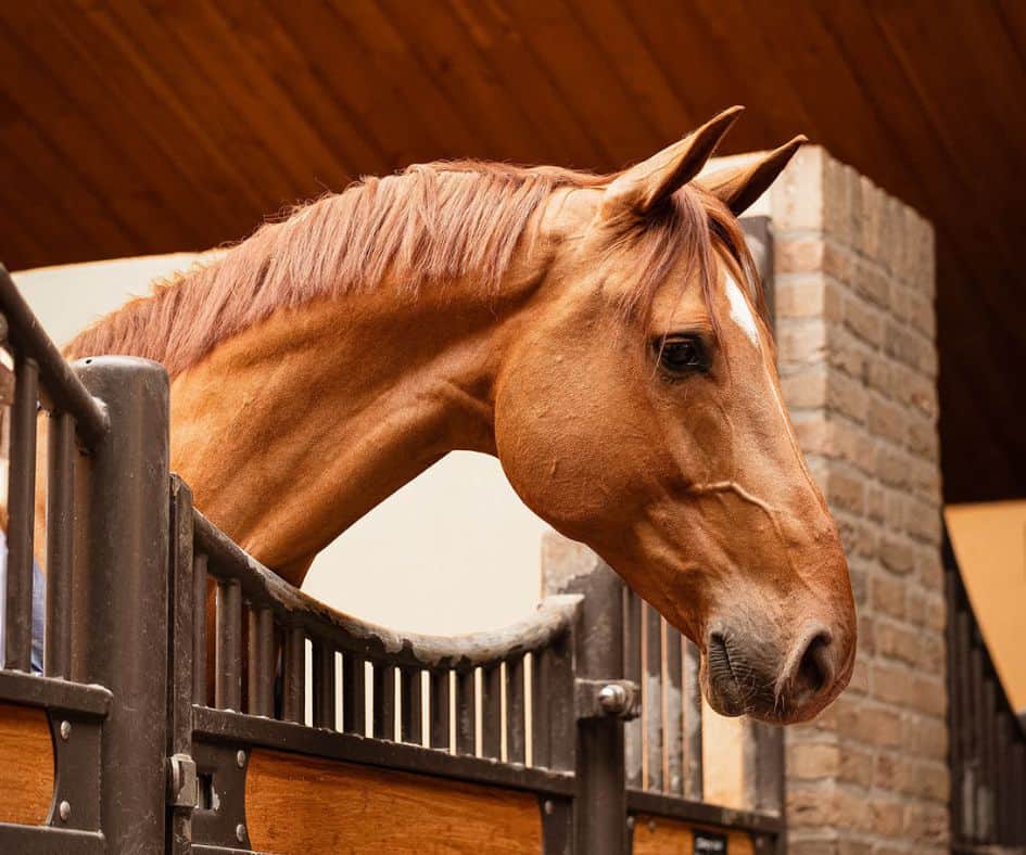 vos paard in stal