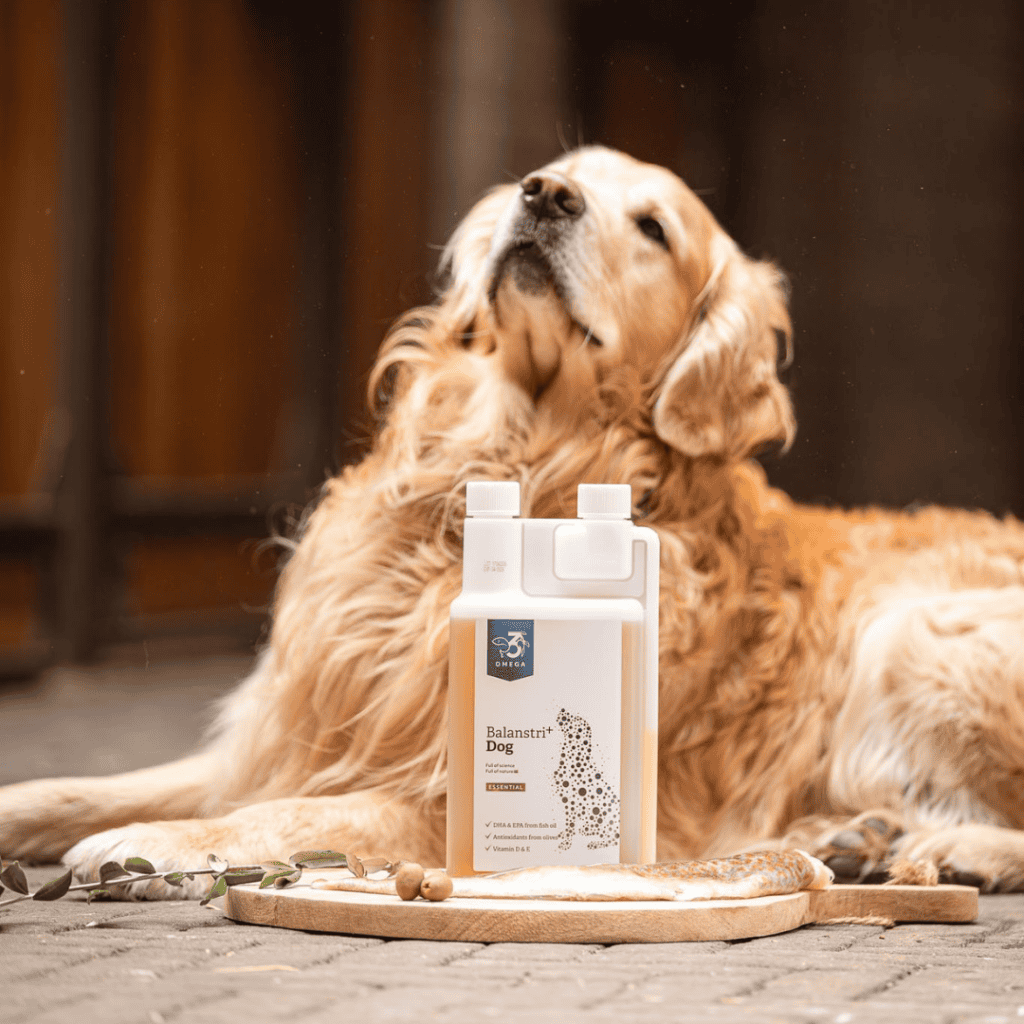 Fatty acids from fish for dogs