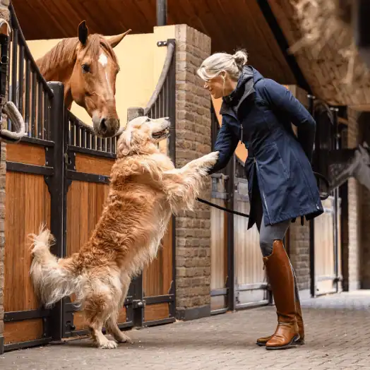 Hond-paard