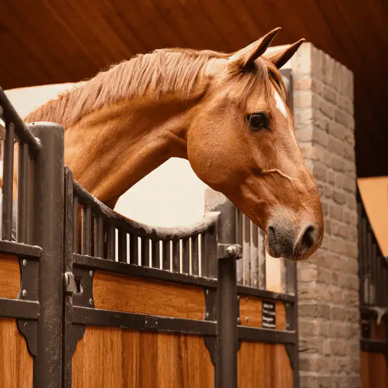 Paard-shoot-april-2024