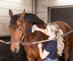 amazone poetst paard