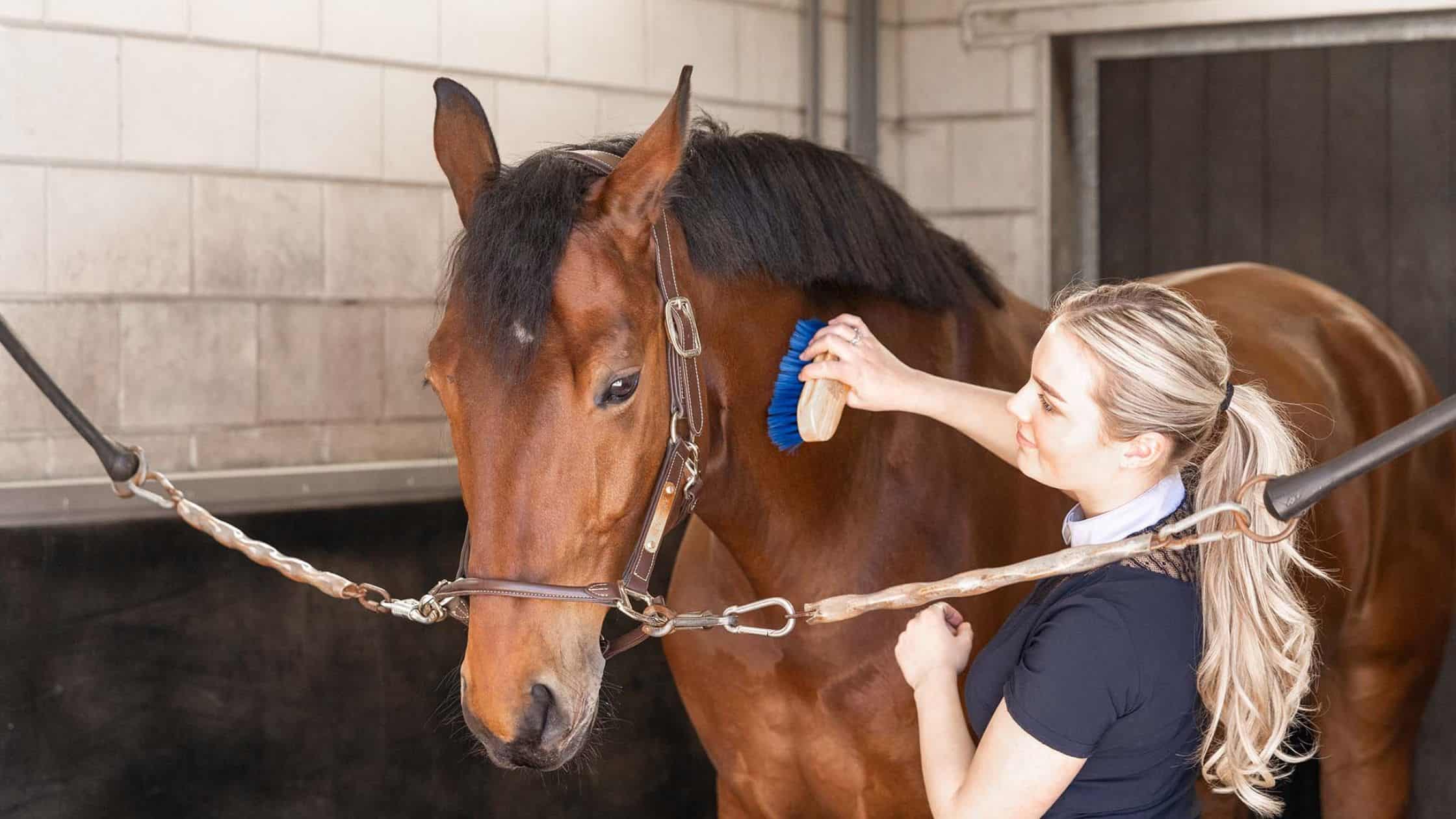 luchtwegproblemen bij paarden - Balanstri