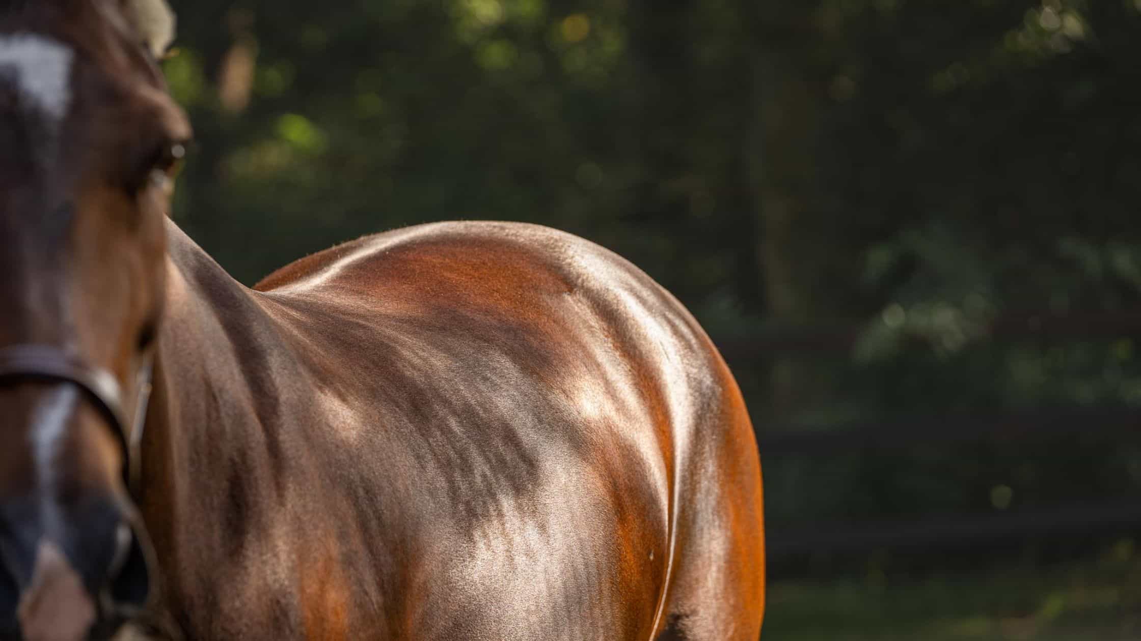 Spierontwikkeling bij Paarden - Balanstri